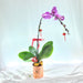Lovely Phalaenopsis orchid plant 