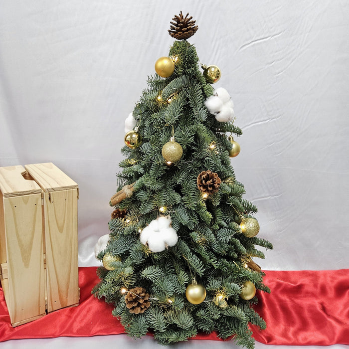 Fresh Mini Pine Christmas Tree - Christmas - Christmas Tree - - Well Live Florist