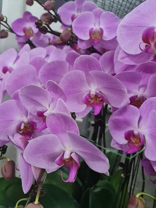 Light Purple Phalaenopsis orchid plant