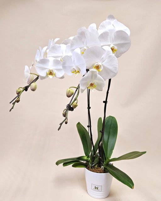 Phalaenopsis Orchid Plant - Plants - Orchid - Phalaenopsis - plant - Well Live Florist
