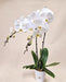Phalaenopsis Orchid Plant - Plants - Orchid - Phalaenopsis - plant - Well Live Florist