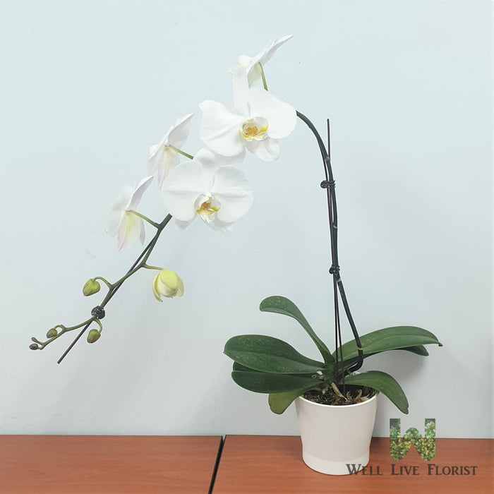Phalaenopsis Orchid plant in pot