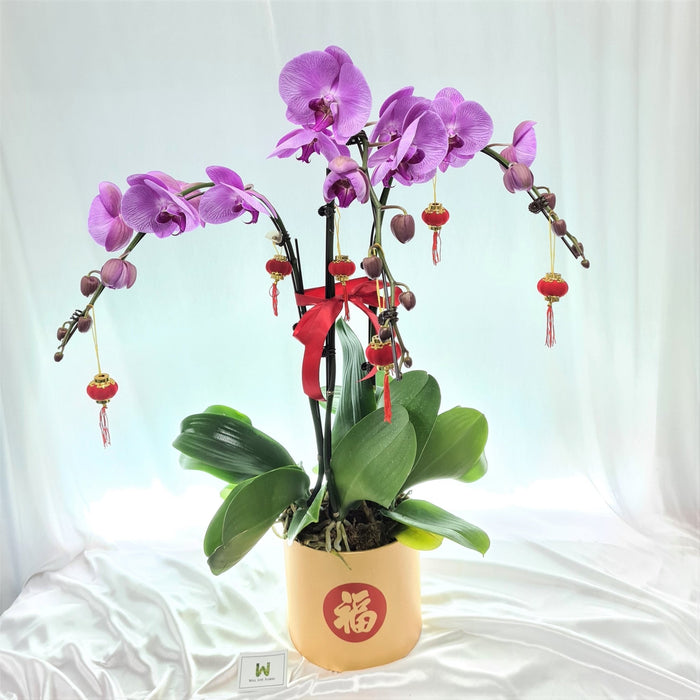 Lovely Phalaenopsis orchid plant 