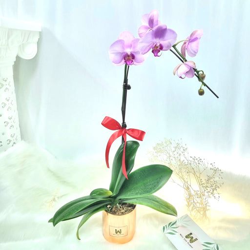 Phalaenopsis plant