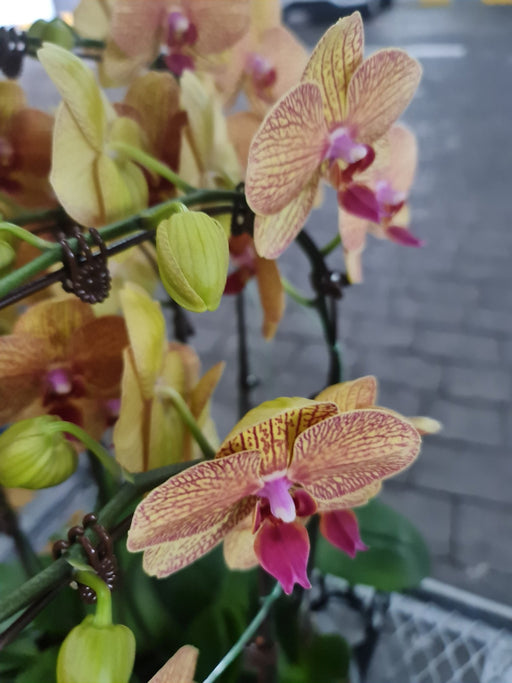 Yellow Phalaenopsis Orchid Plant