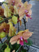 Yellow Phalaenopsis Orchid Plant